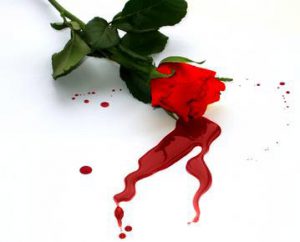 bloody rose