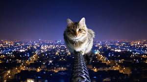 Be Careful Right Out of the Starting Gate 5 catwire
