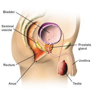 prostatelocation